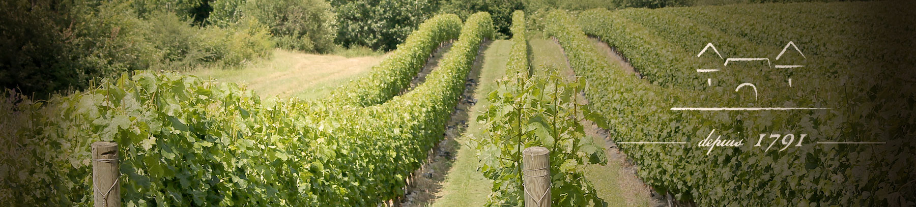 Vignoble du Château de la Roche Bousseau